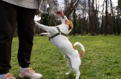 5 Dog Training Techniques for a Beautiful Life Together