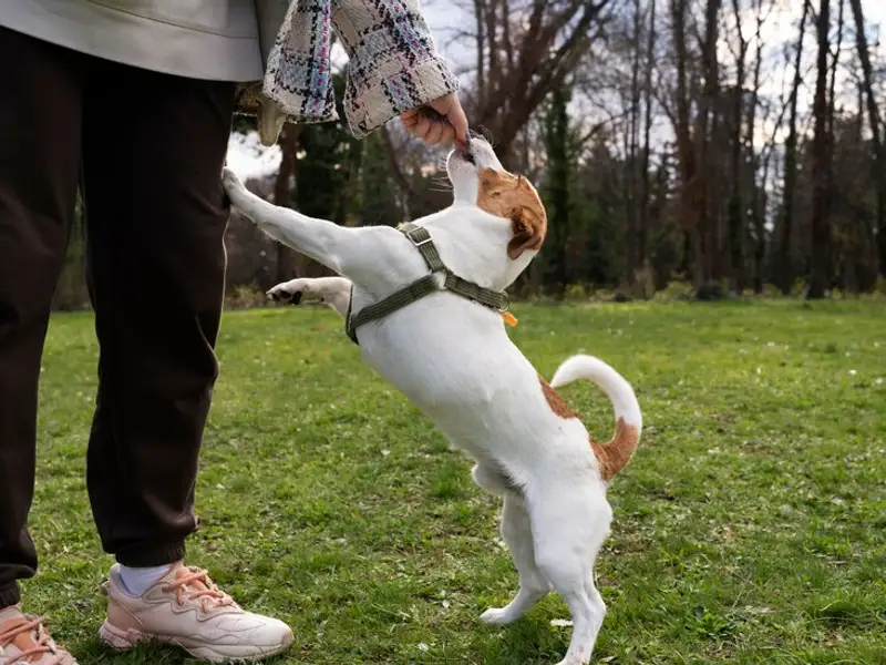 5 tehnici de dresaj al câinelui pentru o viață frumoasă împreună
