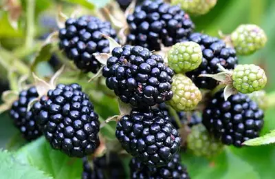 Descoperă ce plante spontane îți arată dacă solul este acid, calcaros, bogat în azot sau uscat.