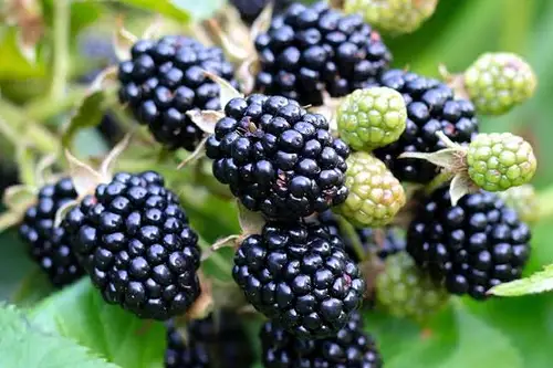 Descoperă ce plante spontane îți arată dacă solul este acid, calcaros, bogat în azot sau uscat.