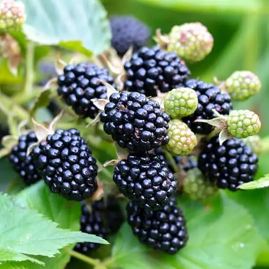 Discover which wild plants reveal if your soil is acidic, calcareous, rich in nitrogen, or dry.