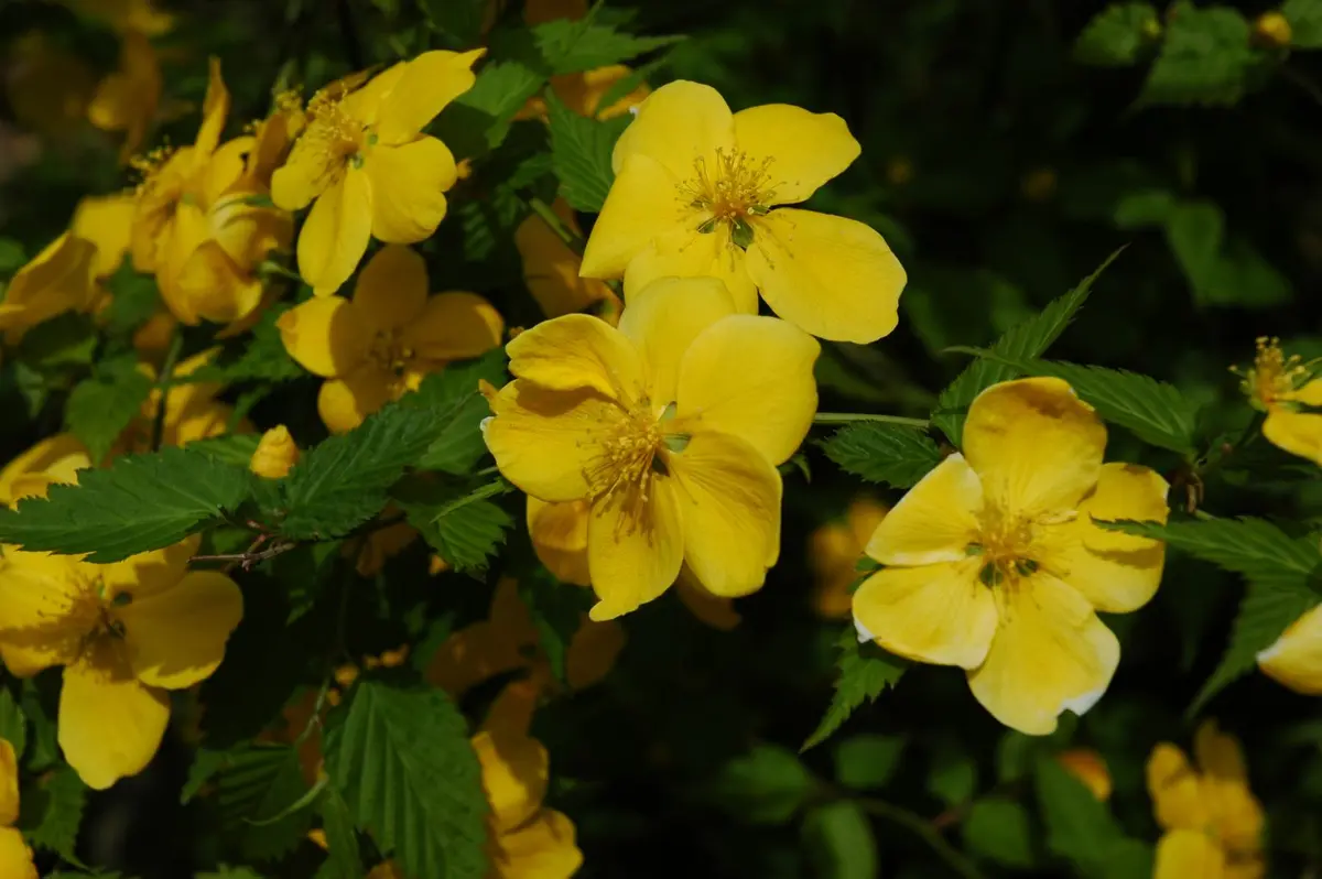 Trandafirul japonez galben – Kerria japonica