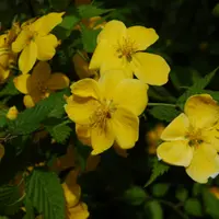 Trandafirul japonez galben – Kerria japonica