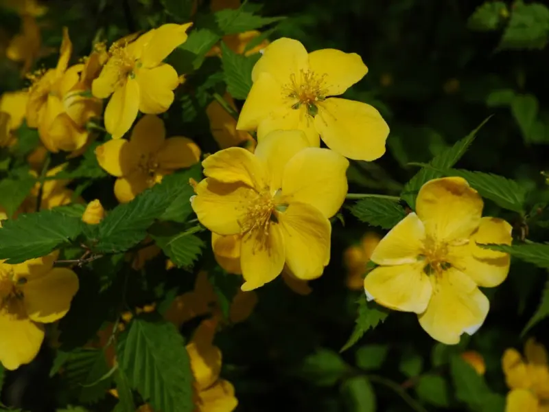 Trandafirul japonez galben – Kerria japonica