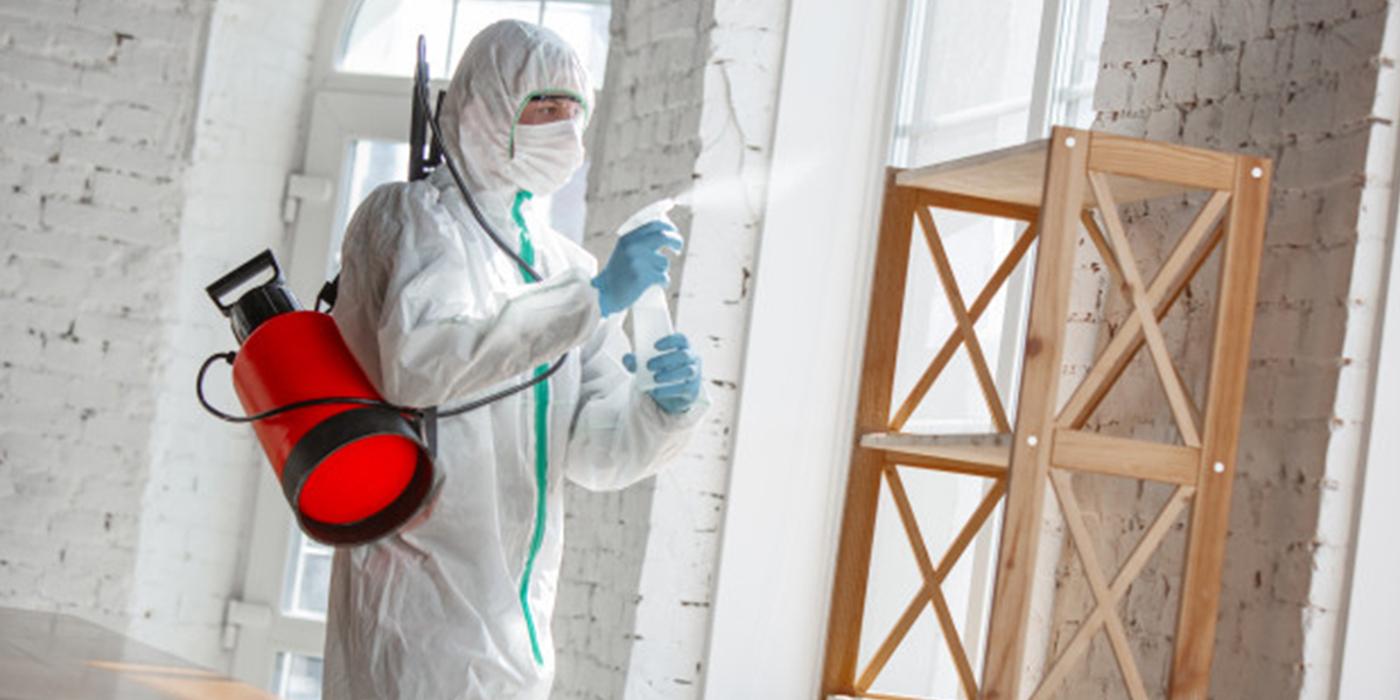 Cum să scapi rapid de gândacii de bucătărie cu serviciile de dezinsecție București