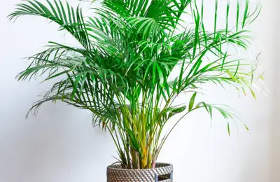Top 6 Plants to Cool Your Home This Summer
