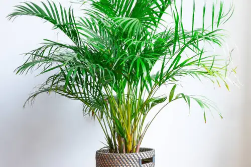 Top 6 plante ideale pentru a răcori vara casa