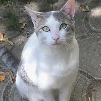 Pisicuța Botic, pierdută în Cotroceni – Stăpâna îl caută cu disperare