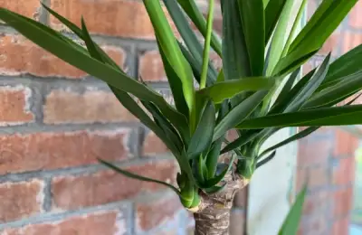 Yucca: Tot ce trebuie să știți despre cultivarea și îngrijirea uneia dintre cele mai populare plante