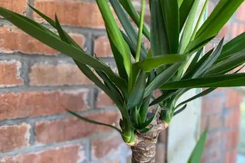 Yucca: Tot ce trebuie să știți despre cultivarea și îngrijirea uneia dintre cele mai populare plante