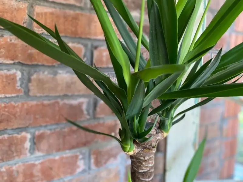 Yucca: Tot ce trebuie să știți despre cultivarea și îngrijirea uneia dintre cele mai populare plante