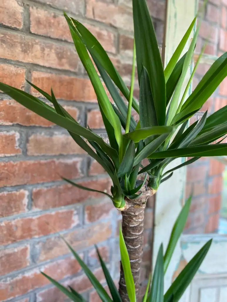 Yucca: Tot ce trebuie să știți despre cultivarea și îngrijirea uneia dintre cele mai populare plante