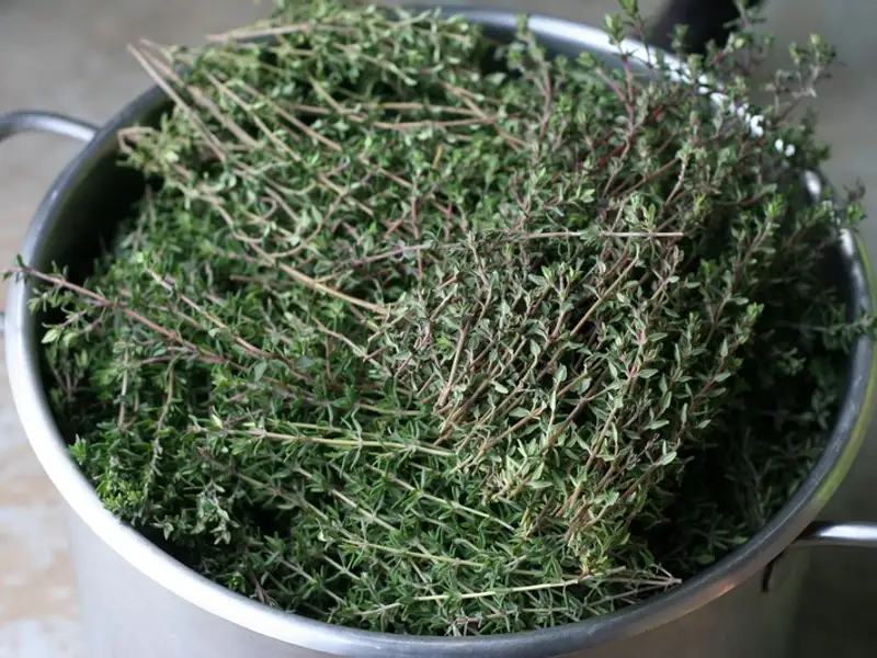 Cimbrul – gust si aroma pentru bucatarie