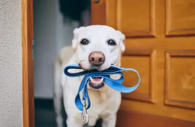 Leash for Safe Walks in the Park with Your Four-legged Friend