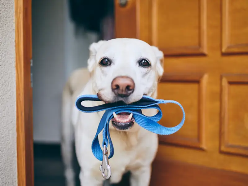 Lesa câinelui: pentru plimbări sigure în parc cu prietenul tău patruped