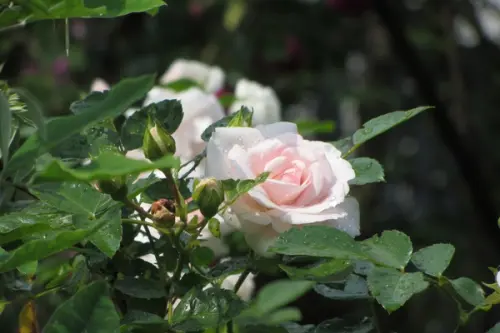 Cum ingrijim trandafirii in lunile de toamna