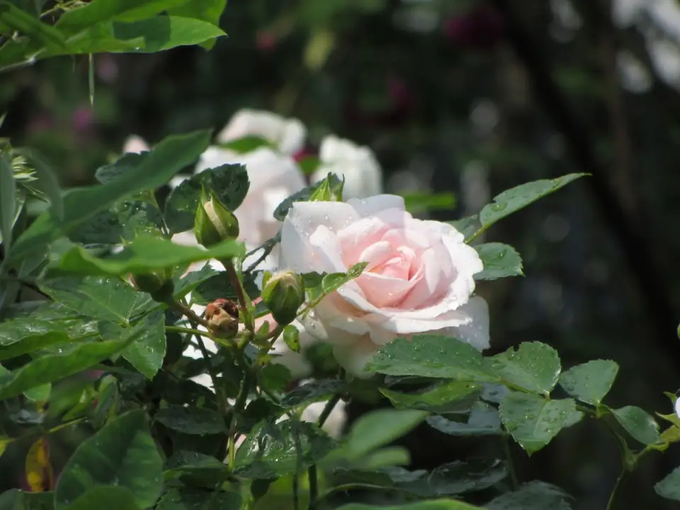 Cum ingrijim trandafirii in lunile de toamna