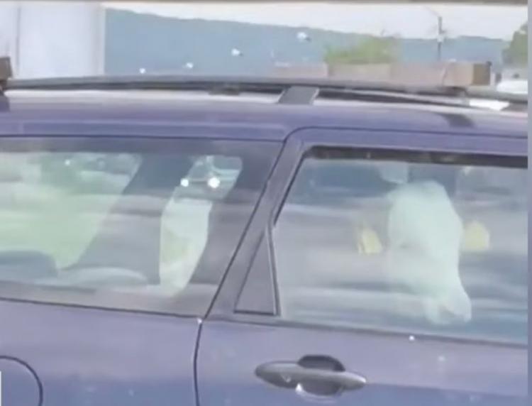 O vacă a fost surprinsă pe bancheta din spate a unei mașini pe o stradă din Dej