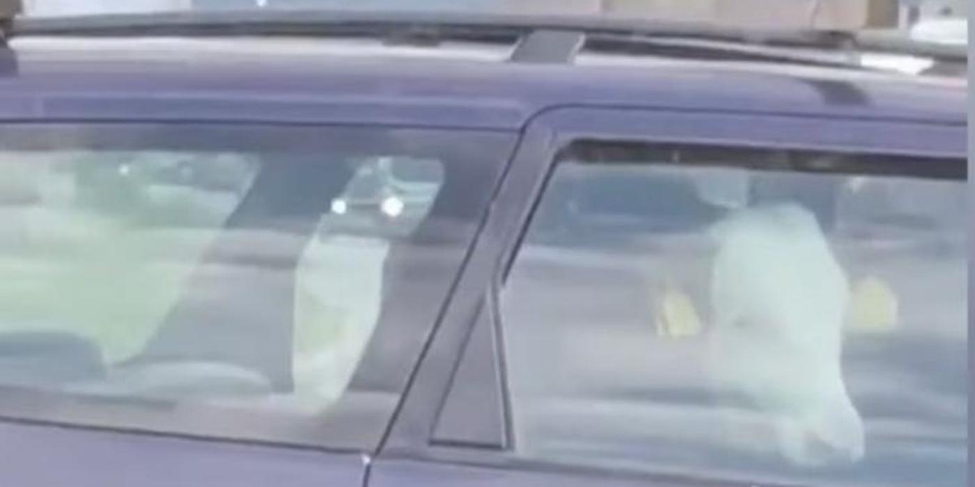 O vacă a fost surprinsă pe bancheta din spate a unei mașini pe o stradă din Dej