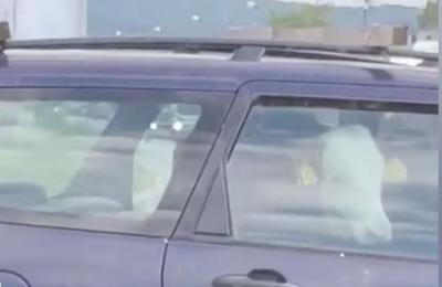 O vacă a fost surprinsă pe bancheta din spate a unei mașini pe o stradă din Dej