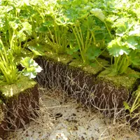 Patrunjelul cultivare si utilizare