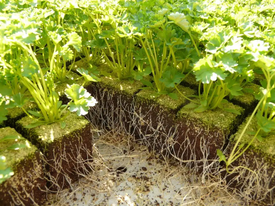 Parsley: Cultivation and Use