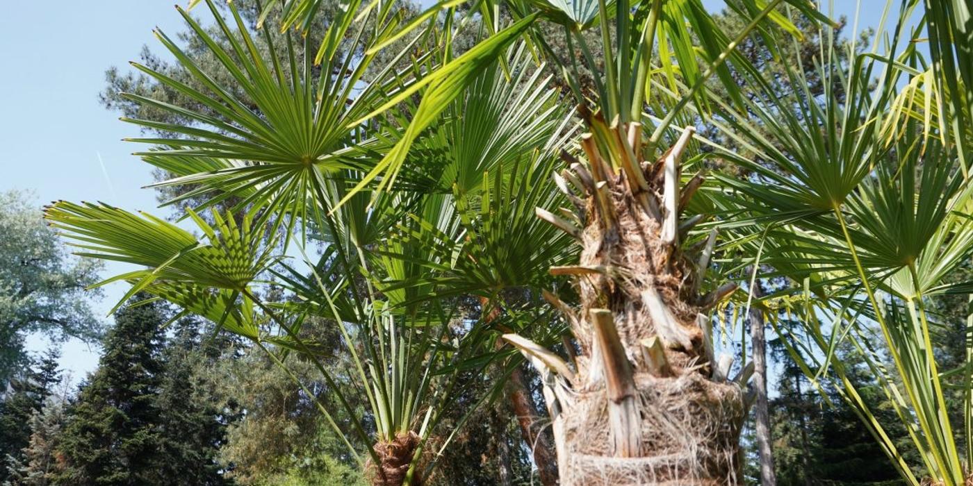 Primii palmieri ținuți peste iarnă afară în Grădina Botanică din Cluj-Napoca, au trecut cu bine iarna