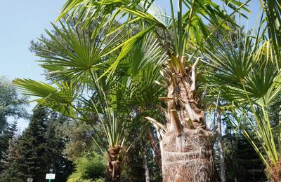 Primii palmieri ținuți peste iarnă afară în Grădina Botanică din Cluj-Napoca, au trecut cu bine iarna