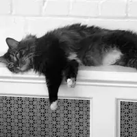 Mastile, solutia pentru integrarea in decor a caloriferelor