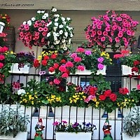 Cum îngrijești corect plantele de apartament: când și cât le uzi pentru a înflori sănătos
