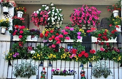 Cum îngrijești corect plantele de apartament: când și cât le uzi pentru a înflori sănătos