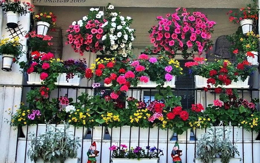 Cum îngrijești corect plantele de apartament: când și cât le uzi pentru a înflori sănătos