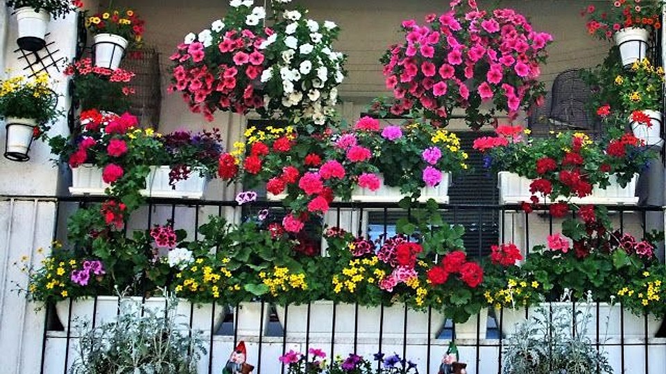 Cum îngrijești corect plantele de apartament: când și cât le uzi pentru a înflori sănătos