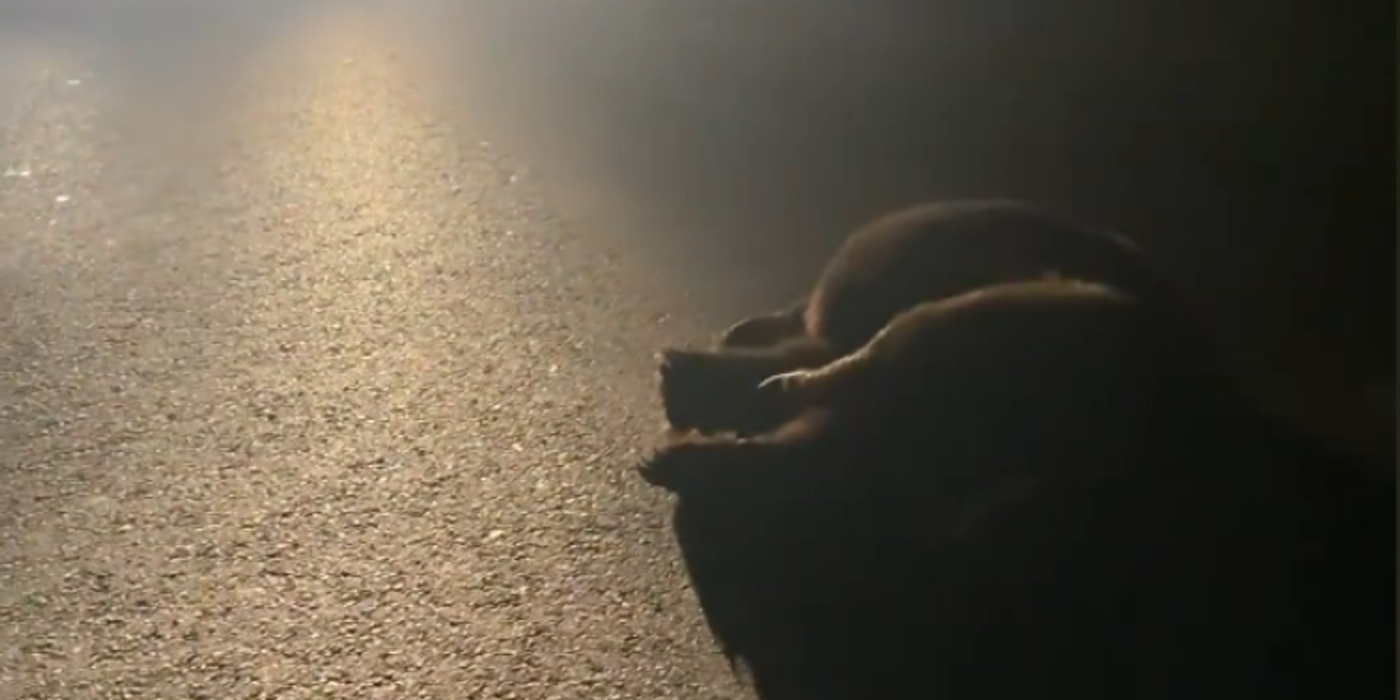 Urs lovit pe o șosea din județul Cluj, între localitățile Copăceni și Tureni