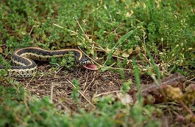 Ține șerpii departe de curtea ta. Plantele care îi alungă în mod natural din grădină