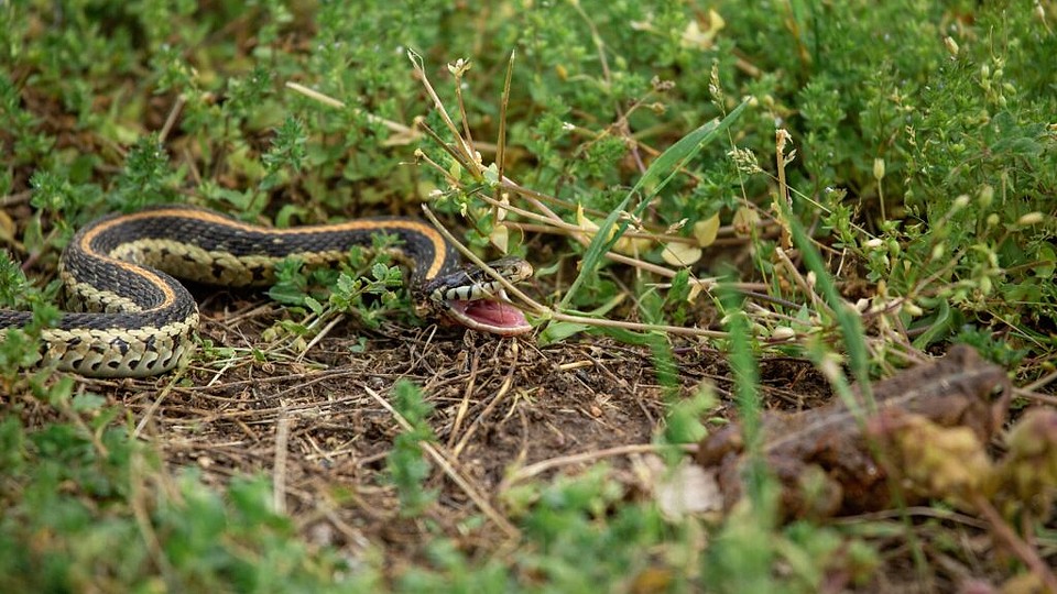 Ține șerpii departe de curtea ta. Plantele care îi alungă în mod natural din grădină
