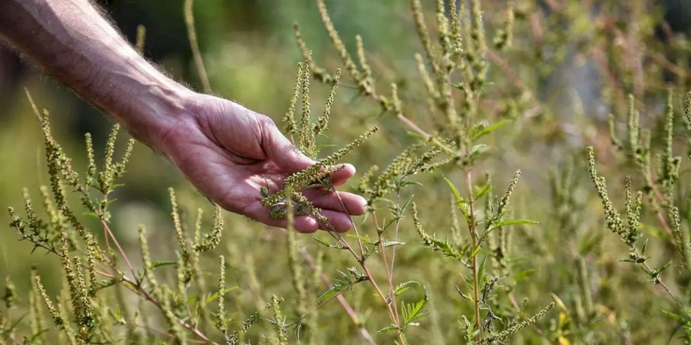 În Sectorul 1 are loc o amplă campanie de combatere și distrugere a ambroziei