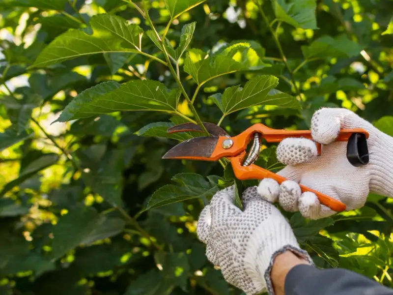 Tăieri regulate: Îndepărtează crengile uscate sau plantele bolnave pentru a menține sănătatea grădinii