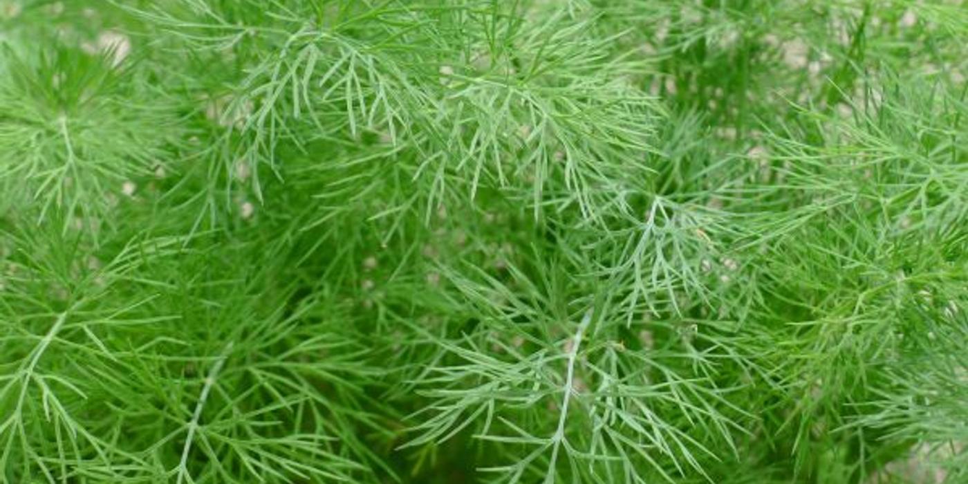 De ce să semeni semințe de mărar în luna iulie și cum să ai grijă de cultură în câțiva pași simpli