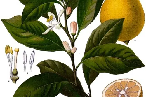 Metoda usoara de a creste portocali si lamai din seminte (VIDEO)