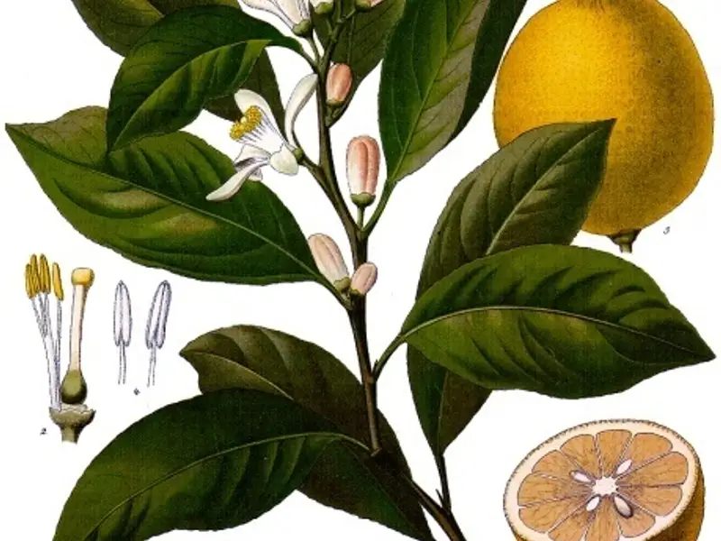 Metoda usoara de a creste portocali si lamai din seminte (VIDEO)