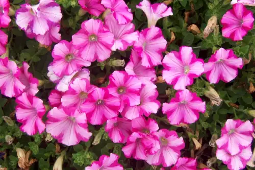 Cum se planteaza si ingrijeste petunia?