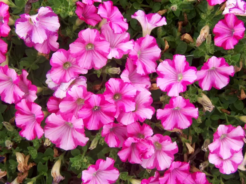 Cum se planteaza si ingrijeste petunia?