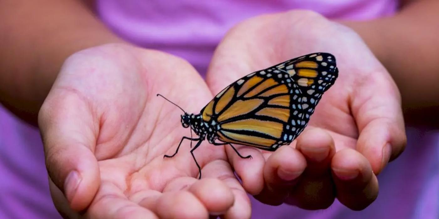 În acest weekend, va avea loc o expoziție de fluturi vii în Veranda Mall, din București