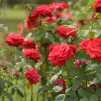 Cum sa ne cream si ingrijim propria gradina de trandafiri