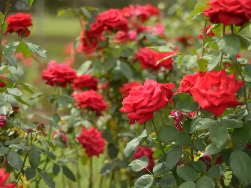 Cum sa ne cream si ingrijim propria gradina de trandafiri