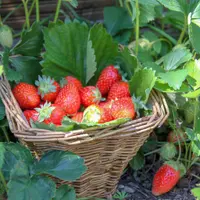 Cultivarea capsunelor – ce e bine de stiut