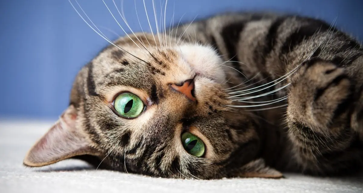 Despre pisici, ca despre o amintire dintr-o altă viață