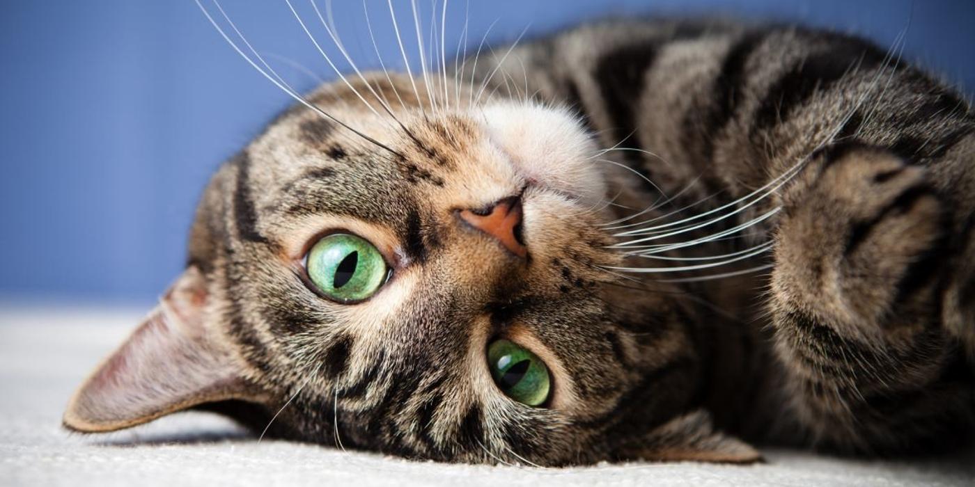 🐈 Căsuțe oficiale pentru pisicile din Cluj-Napoca