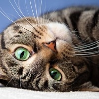 🐈 Căsuțe oficiale pentru pisicile din Cluj-Napoca